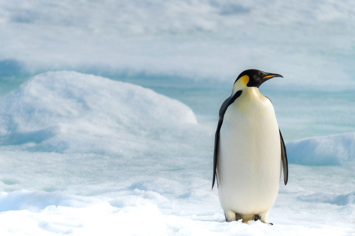 14_Antarctique_Manchot_Empereur_CDT_CHARCOT_StudioPONANT_RomainFarge