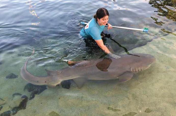 Irukandji Shark & Ray Encounters